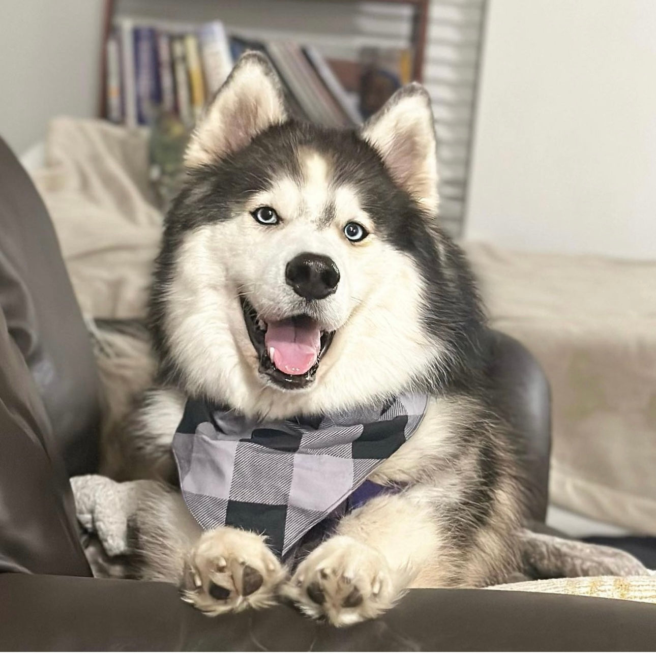 Blu is sporting the Brighton Plaid Bandanchie here in XL.