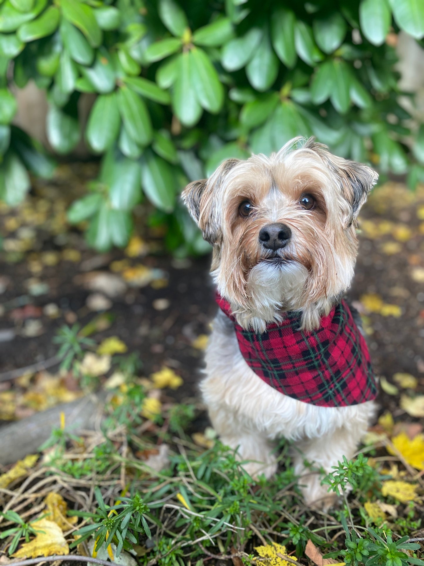 Buddy sporting the Santa Baby Plaid Bandanchie in size medium